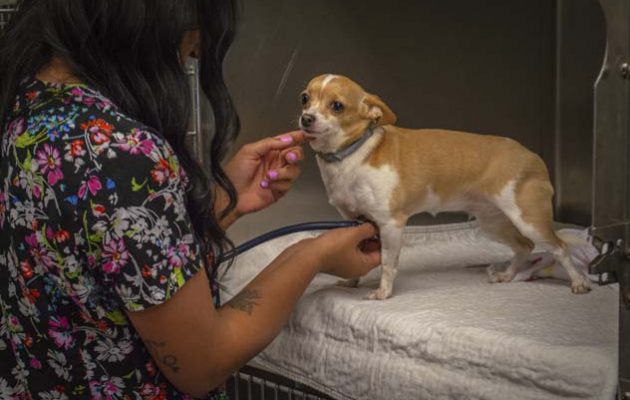 A team member checking a small dog that is in one of the recovery kennels