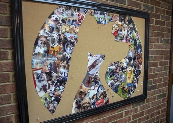 A cork board with pictures of dogs arranged on it in the shape of a dog