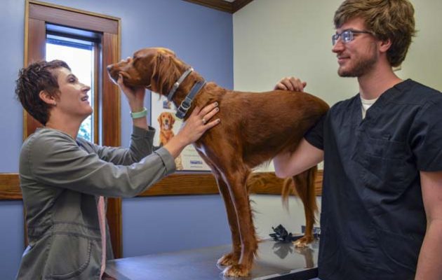 Dr. Hinkle and another team member examining a dog