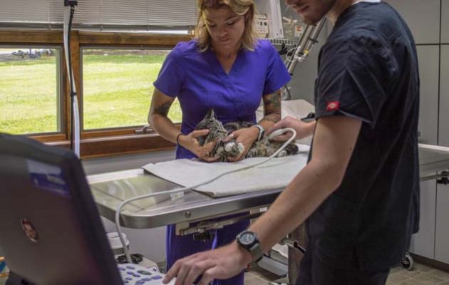 Two team members performing an ultrasound on a cat