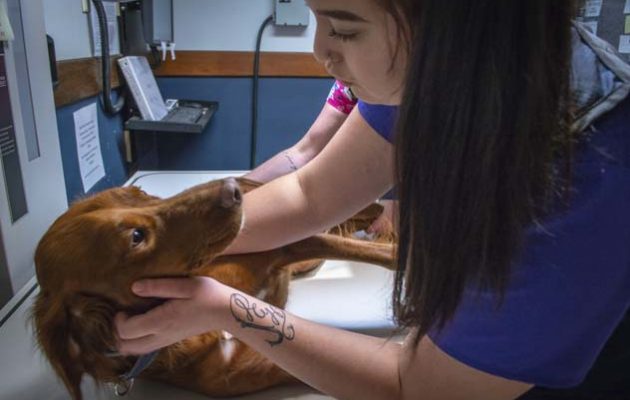 A team member calming a dog so they can get an x-ray