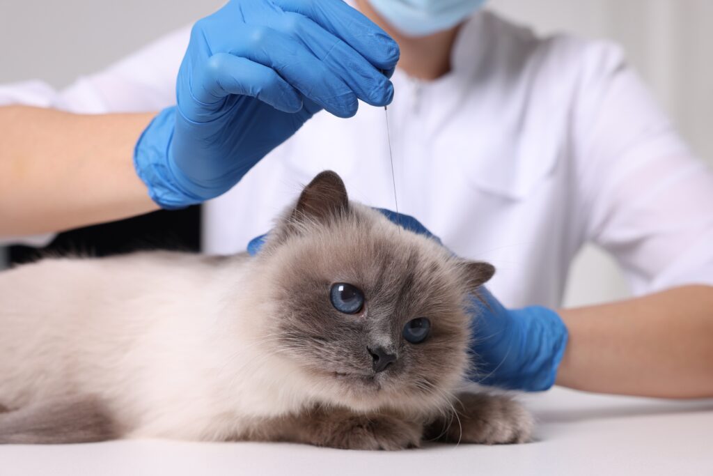 Image showcasing Discover the benefits of acupuncture for your pet's health and ...